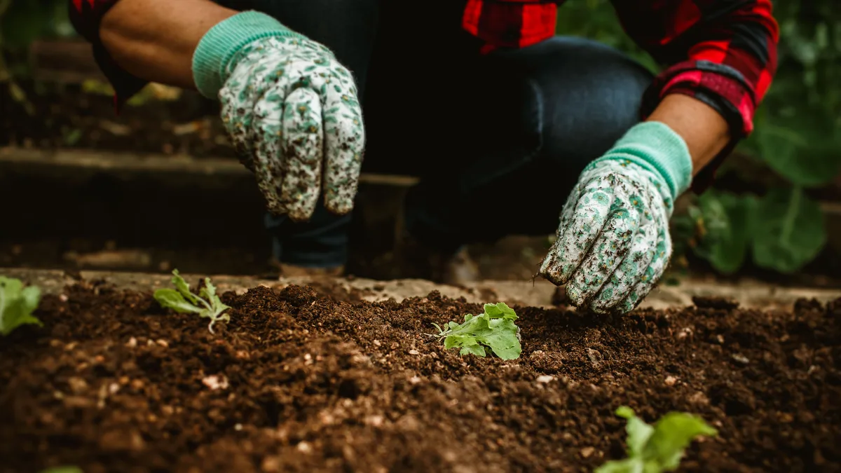 Mãos de jardineiro com luvas plantando mudas em solo escuro e úmido