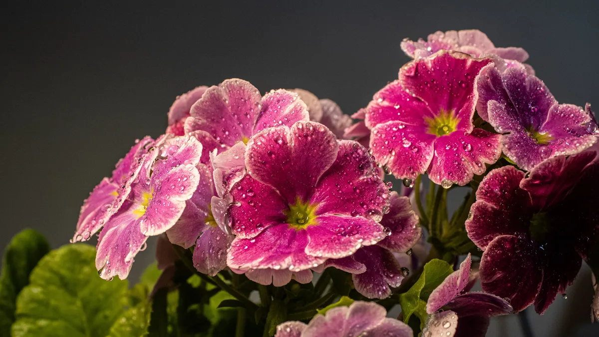 Flores cor-de-rosa cobertas de gotas de água em close, com pétalas delicadas