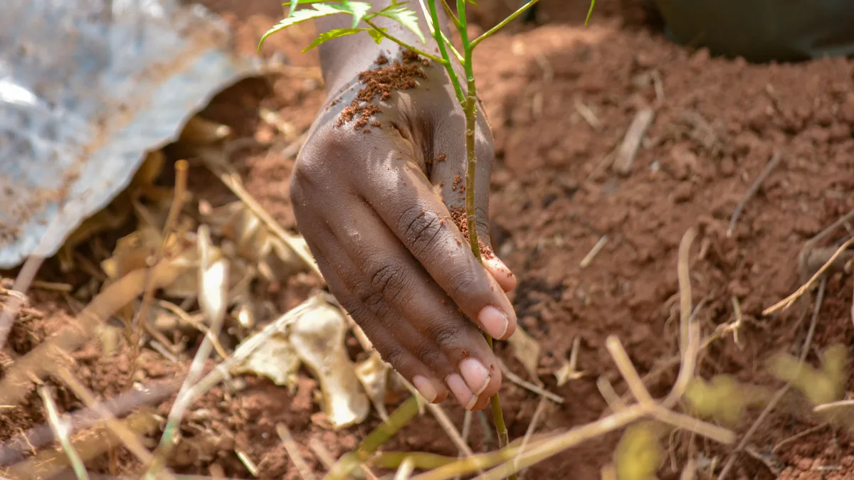 Mão planta uma muda de árvore em solo marrom recém-preparado
