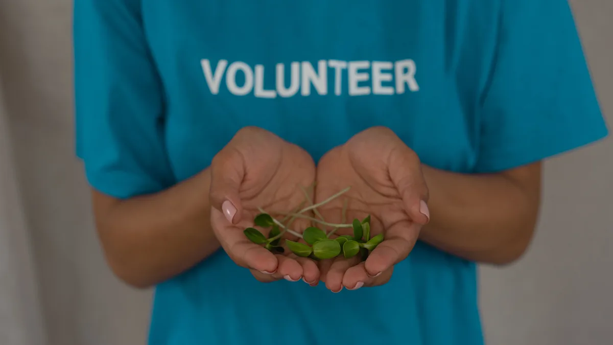 Mãos segurando mudas verdes prontas para o plantio em canteiro