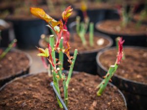 Poda nas plantas